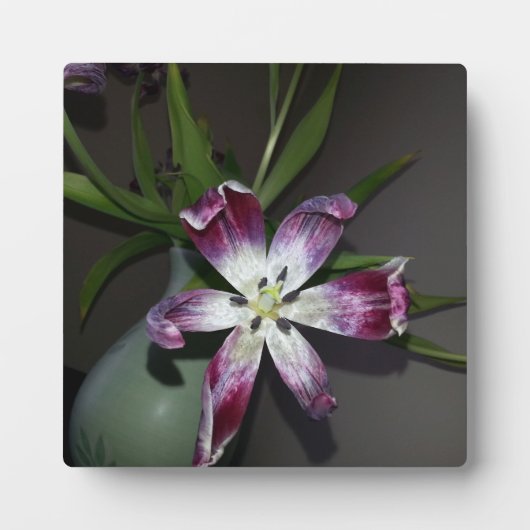 Tulpventiel Fotoplaat (Voorkant)