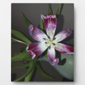 Tulpventiel Fotoplaat (Voorkant)