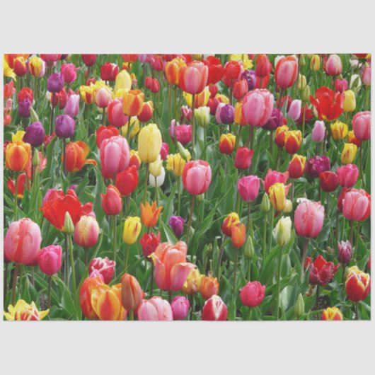 Tulpventiel Tissuepapier (Voorkant)