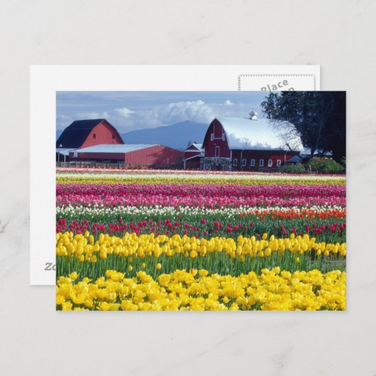 Tulpweergaveveld Briefkaart (Voorkant / Achterkant)