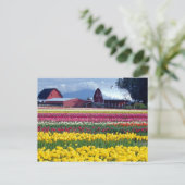 Tulpweergaveveld Briefkaart (Staand voorkant)