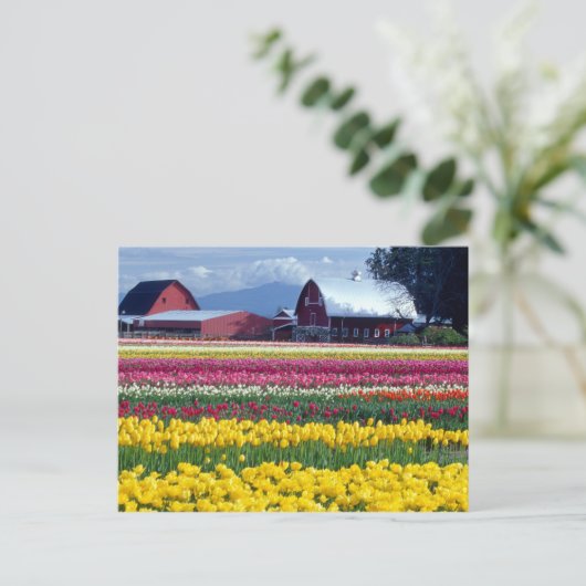 Tulpweergaveveld Briefkaart (Staand voorkant)