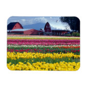 Tulpweergaveveld Magneet (Horizontaal)