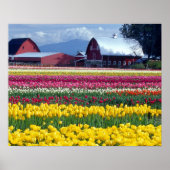 Tulpweergaveveld Poster (Voorkant)