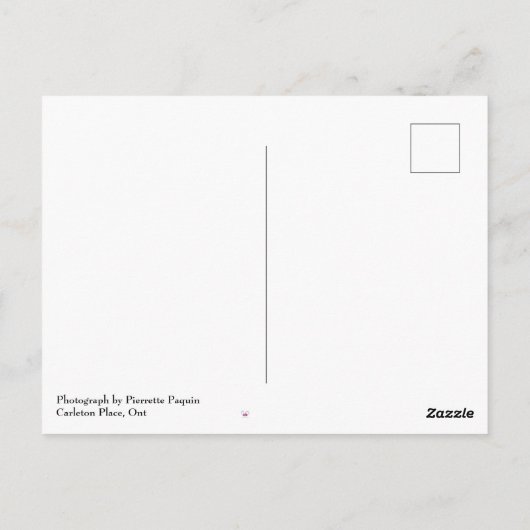 Tulum, Mexico - Beach - Palm Trees Briefkaart (Achterkant)