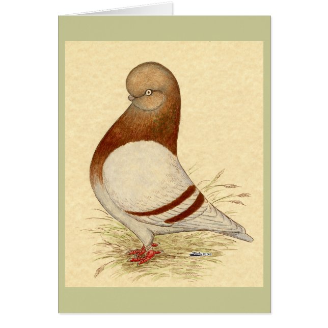 Tumbler-duif: LFCL Mealy (Voorkant)