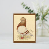 Tumbler-duif:  LFCL Mealy Briefkaart (Staand voorkant)