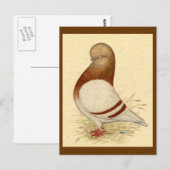 Tumbler-duif:  LFCL Mealy Briefkaart (Voorkant / Achterkant)