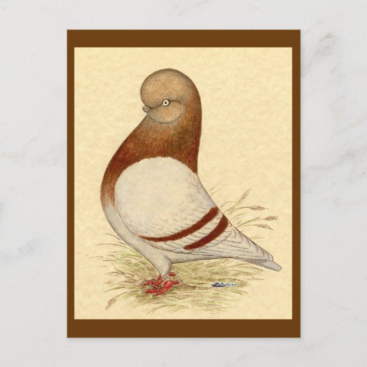 Tumbler-duif:  LFCL Mealy Briefkaart (Voorkant)