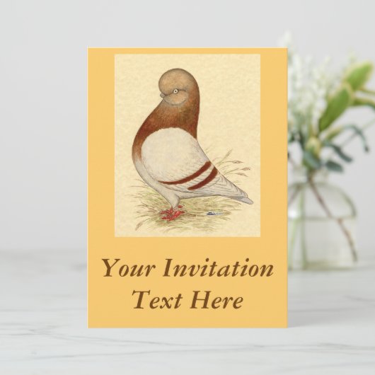 Tumbler-duif: LFCL Mealy Kaart (Staand voorkant)