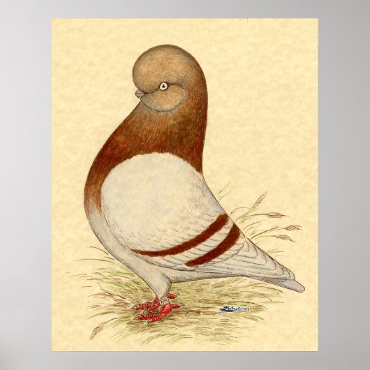 Tumbler-duif: LFCL Mealy Poster (Voorkant)