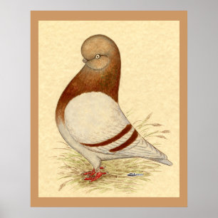 Tumbler-duif: LFCL Mealy Poster