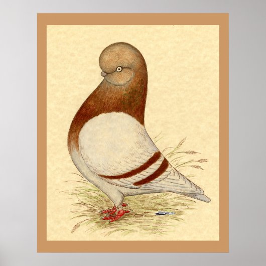 Tumbler-duif: LFCL Mealy Poster (Voorkant)