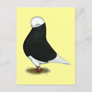 Tumbler Pigeon Black Bald CL Briefkaart