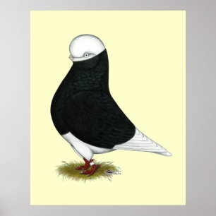 Tumbler Pigeon Black Bald CL Poster