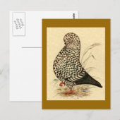 Tumbler Pigeon LFCL Splash Briefkaart (Voorkant / Achterkant)