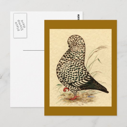 Tumbler Pigeon LFCL Splash Briefkaart (Voorkant / Achterkant)