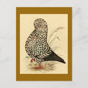 Tumbler Pigeon LFCL Splash Briefkaart