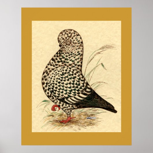 Tumbler Pigeon LFCL Splash Poster (Voorkant)