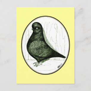 Tumbler Pigeon LFCL uit 1978 Briefkaart