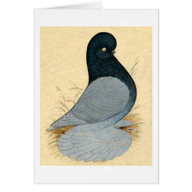 Tumbler Pigeon Muffed Andalusisch (Voorkant)