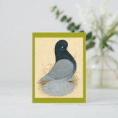 Tumbler Pigeon Muffed Andalusisch Briefkaart (Staand voorkant)