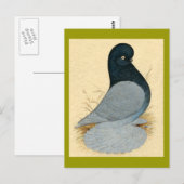 Tumbler Pigeon Muffed Andalusisch Briefkaart (Voorkant / Achterkant)