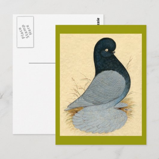 Tumbler Pigeon Muffed Andalusisch Briefkaart (Voorkant / Achterkant)
