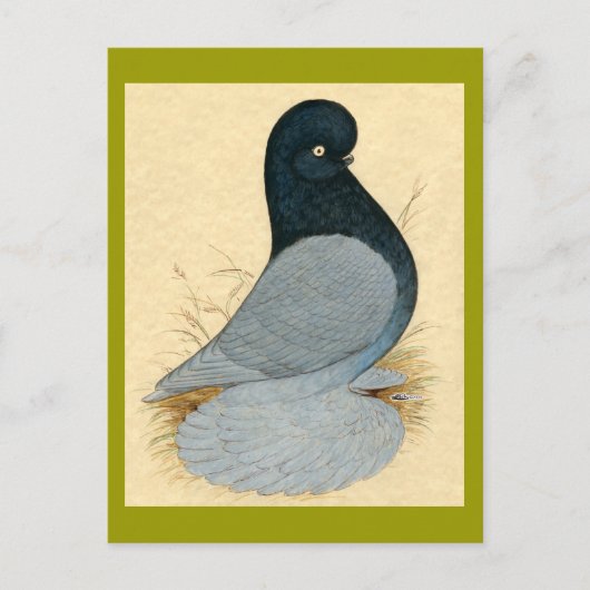 Tumbler Pigeon Muffed Andalusisch Briefkaart (Voorkant)