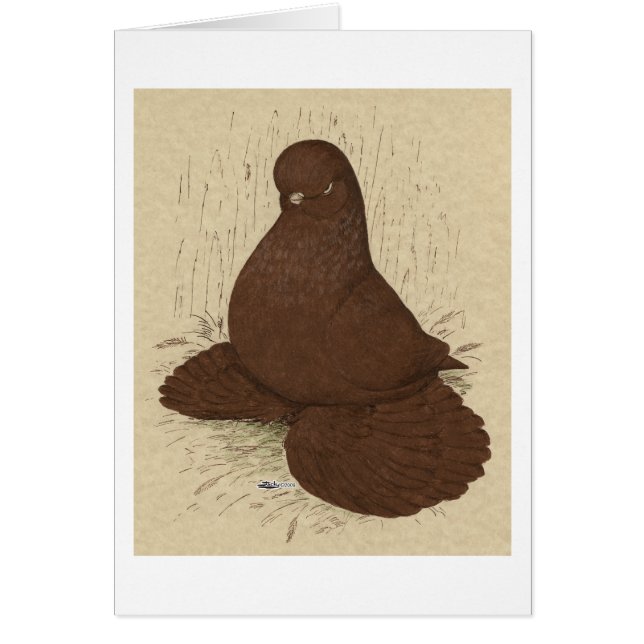 Tumbler Pigeon Muffed Red (Voorkant)