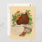 Tumbler Pigeon Red Bald Muffed Briefkaart (Voorkant / Achterkant)