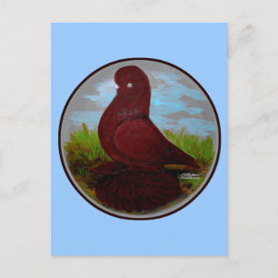 Tumbler Pigeon Red Muff Briefkaart
