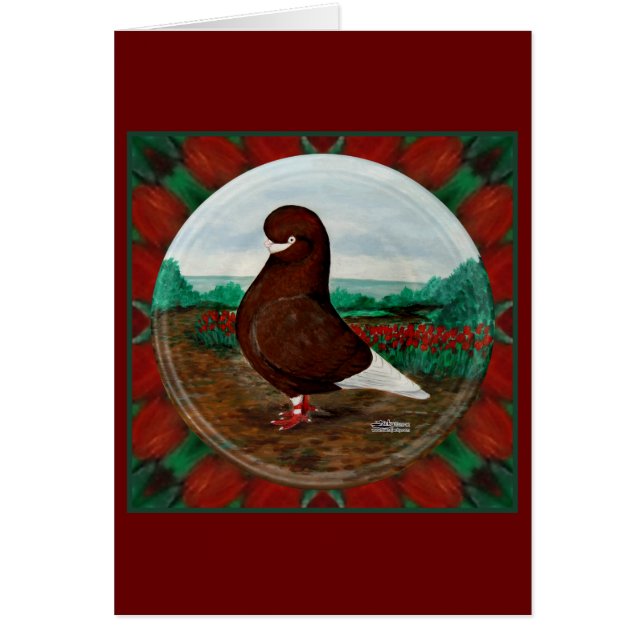 Tumbler rode baardduif (Voorkant)