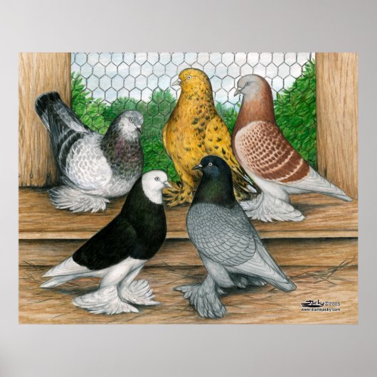 Tumblers West-Engeland Poster (Voorkant)