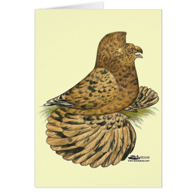 Tumpeter Pigeon Almond (Voorkant)