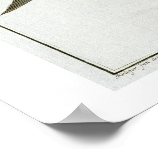 Tuna (Scomber Thynnus) bord LV uit Ichthyologie Poster (Hoek)