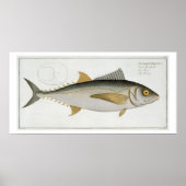Tuna (Scomber Thynnus) bord LV uit Ichthyologie Poster (Voorkant)