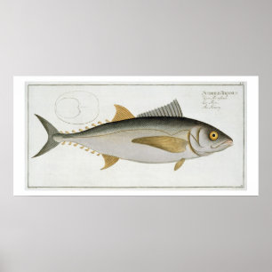 Tuna (Scomber Thynnus) bord LV uit Ichthyologie Poster