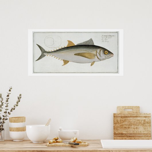 Tuna (Scomber Thynnus) bord LV uit Ichthyologie Poster (Keuken)