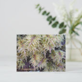 Tundra Moss, Unalaska Island Briefkaart (Staand voorkant)