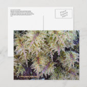Tundra Moss, Unalaska Island Briefkaart (Voorkant / Achterkant)