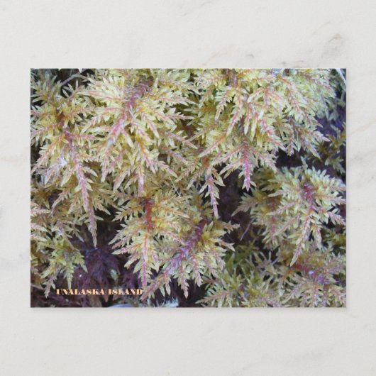 Tundra Moss, Unalaska Island Briefkaart (Voorkant)