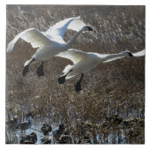 Tundra Swan Birds Wilde Dieren Tile Tegeltje (Voorkant)