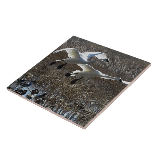 Tundra Swan Birds Wilde Dieren Tile Tegeltje (Zijkant)