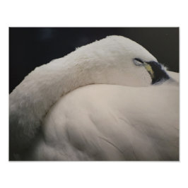 Tundra Swan sleeping Photo Enlargement Foto Afdruk