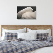 Tundra Swan sleeping Stretched Canvas Print (Insitu (Slaapkamer))