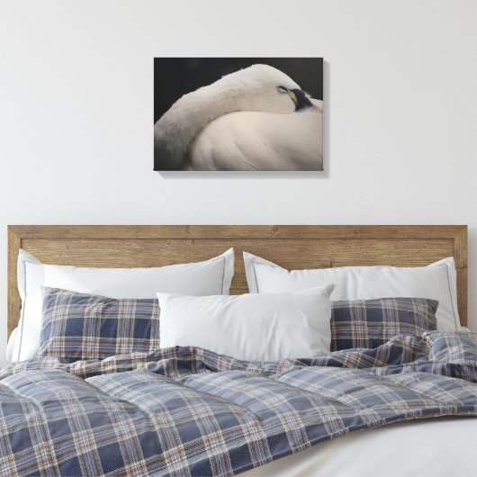 Tundra Swan sleeping Stretched Canvas Print (Insitu (Slaapkamer))