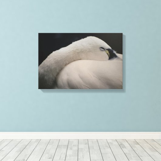 Tundra Swan sleeping Stretched Canvas Print (Insitu (Houten vloer))