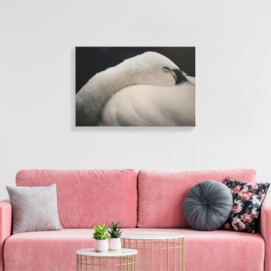 Tundra Swan sleeping Stretched Canvas Print (Insitu (Woonkamer))