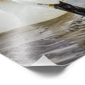 Tundra Swan Swimming Closeup Foto Afdruk (Hoek)